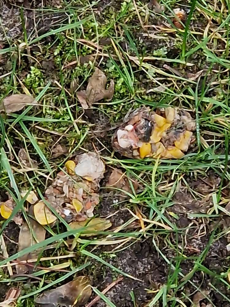 Giftköder-Vermutlich Giftköder-Profilbild