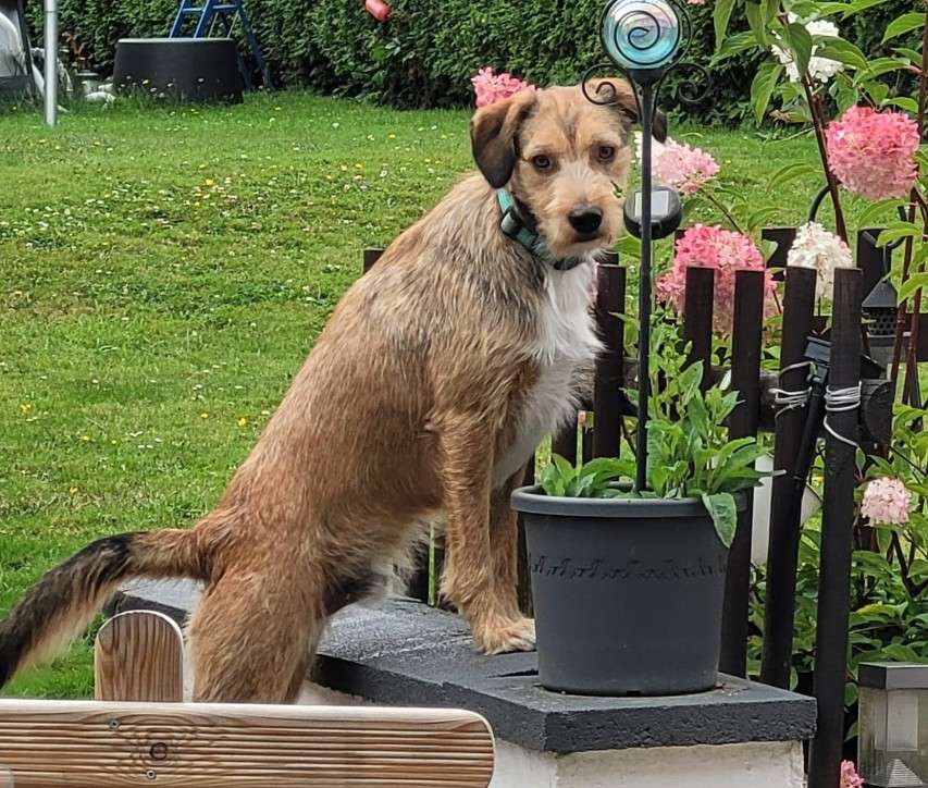 Hundetreffen-Hundebegegnungen üben-Profilbild