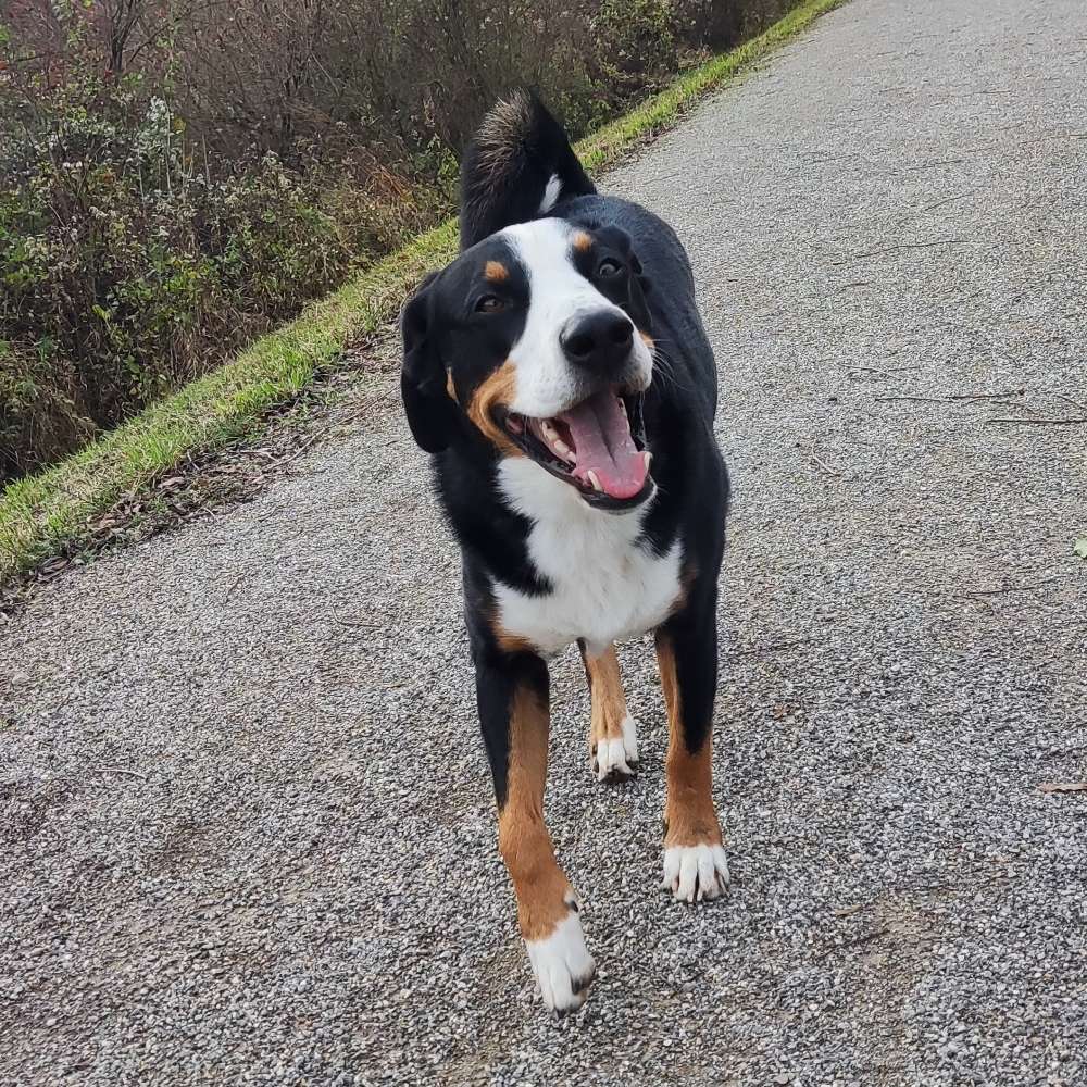 Hundetreffen-Social Walk-Profilbild