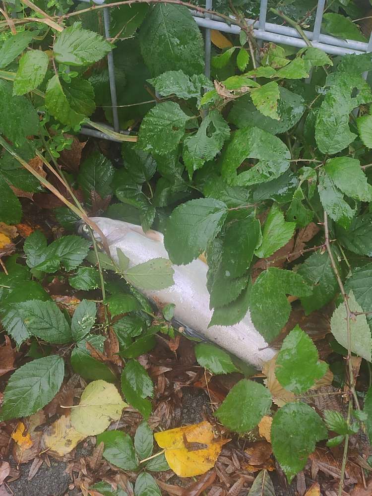 Giftköder-Toter Fisch am Wegesrand-Profilbild