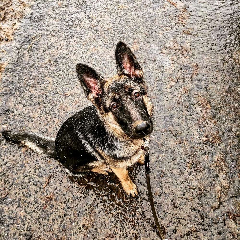 Hundetreffen-Verspielter Spaziergang 🐶-Profilbild