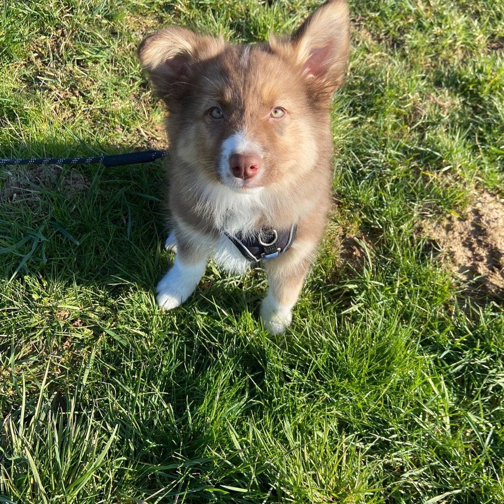 Hundetreffen-Welpentreffen in Köln-Profilbild