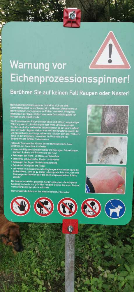Giftköder-Eichenprozessionsspinner-Profilbild