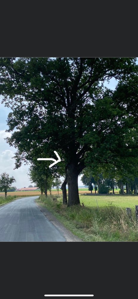 Giftköder-Eichenprozessionsspinner-Profilbild