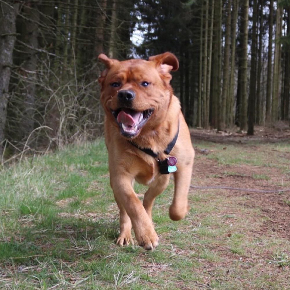 Hundetreffen-Spieltreffen-Profilbild