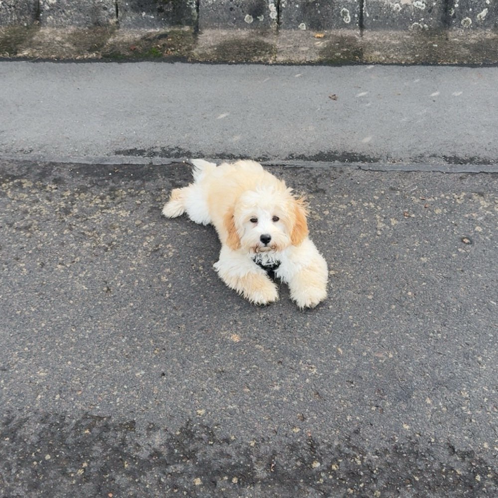 Hundetreffen-Welpentreffen Kreis Bad Kreuznach-Profilbild