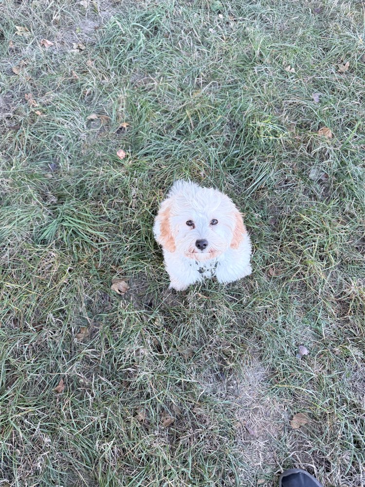 Hundetreffen-Welpentreffen Kreis Bad Kreuznach-Profilbild