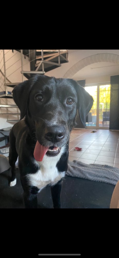 Hundetreffen-Spaziergang mit Spiel Einheiten :)-Profilbild