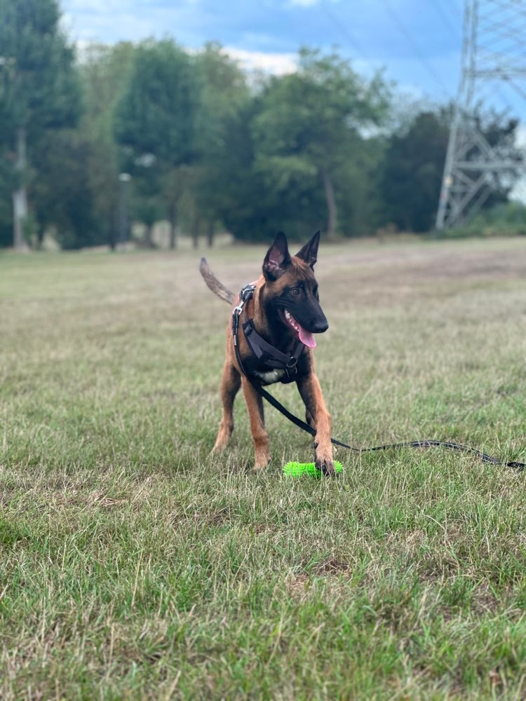 Hundetreffen-Spielpartner gesucht Köln Seeberg . Ares 6,5 Monate Malinois-Profilbild