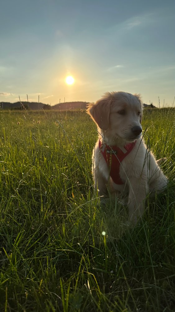 Hundetreffen-Welpentreff in Trostberg-Profilbild