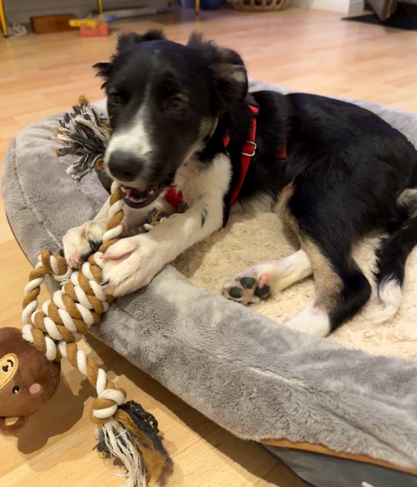 Hundetreffen-Suche selbstbewussten Hund, der meine kleine winnie draußen etwas hilft-Profilbild