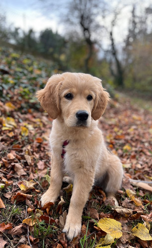 Hundetreffen-Welpen Spielrunde-Profilbild