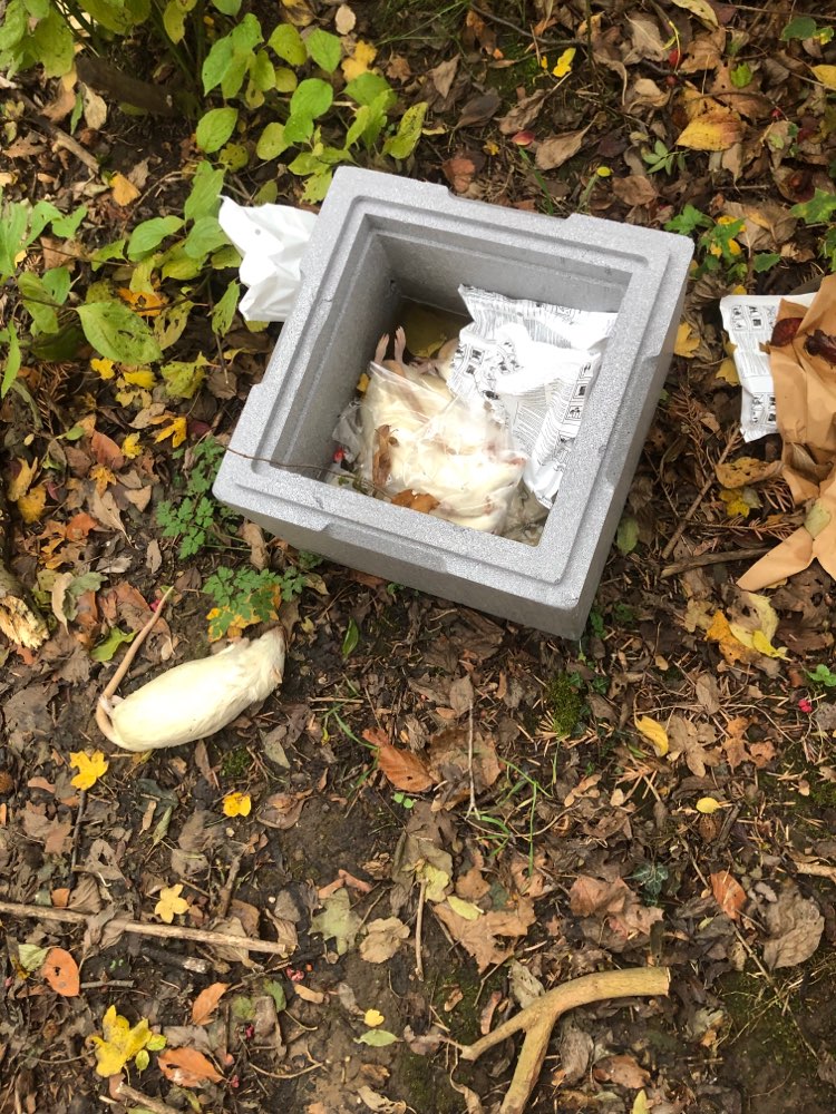 Giftköder-Tote Hausratten-Profilbild