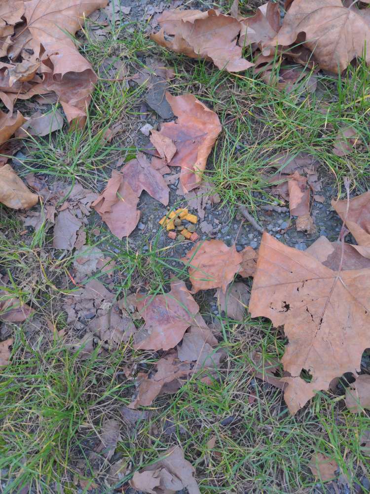 Giftköder-Verdächtiges Hundefutter-Profilbild