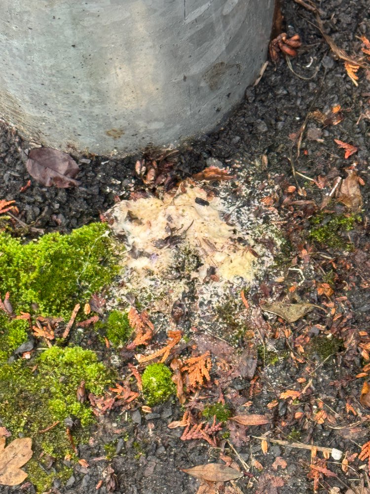 Giftköder-Weißes Pulver-Profilbild