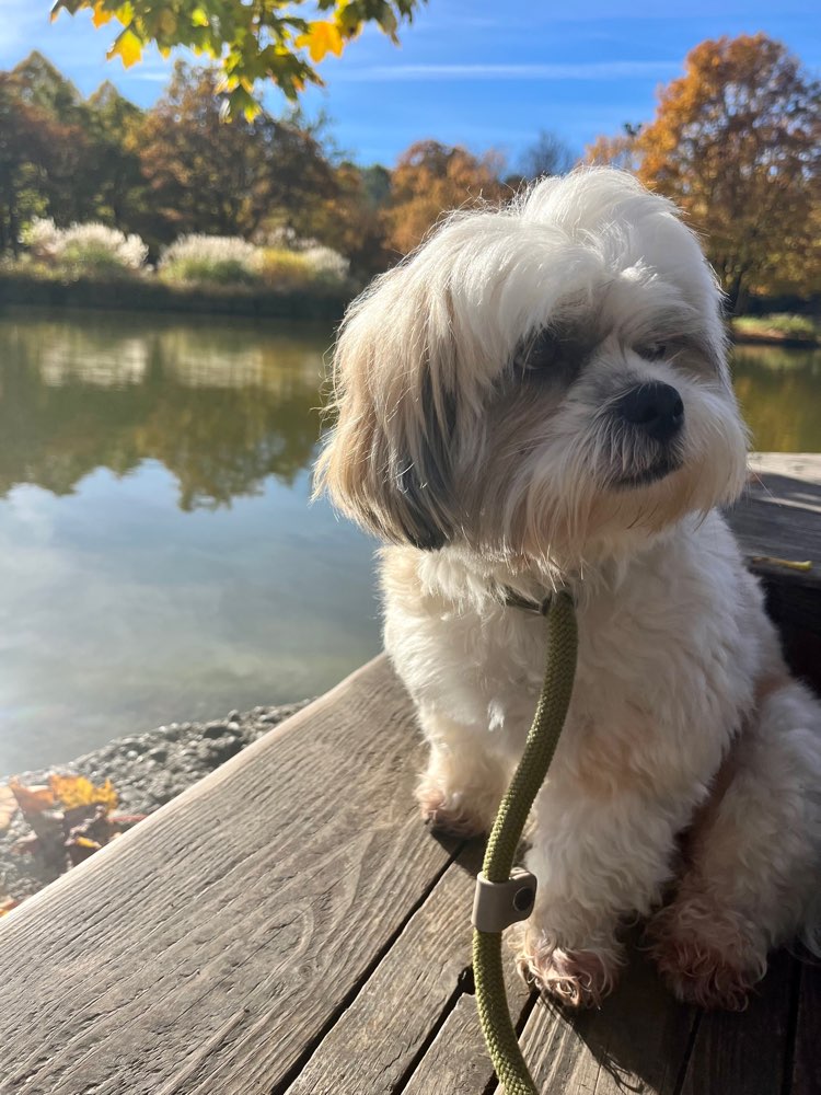 Hundetreffen-Dog walk/Play date im Westpark-Profilbild