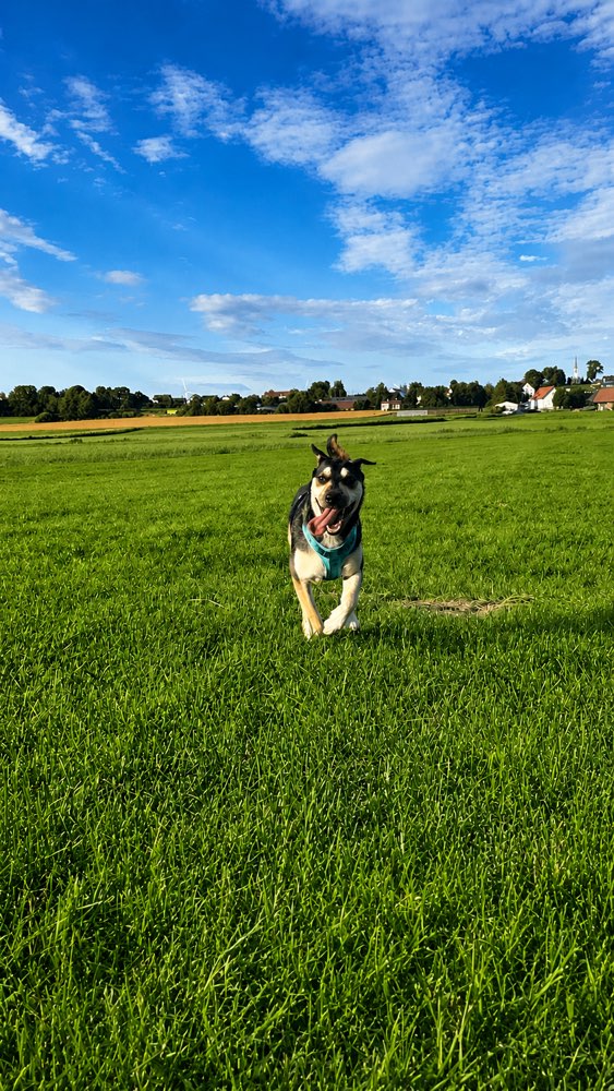 Hundetreffen-ausreichende Gassirunde-Profilbild