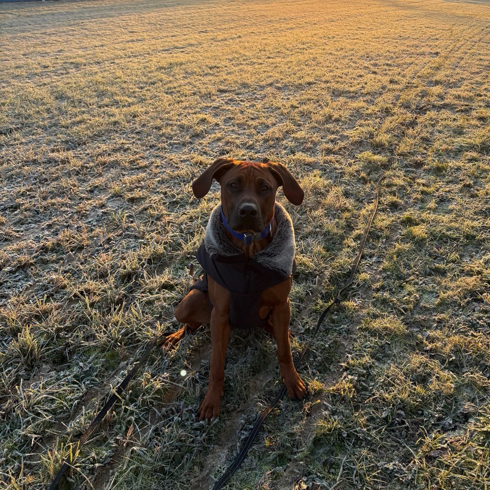 Hundetreffen-Spiel-Trainings-Gassi Freunde-Profilbild