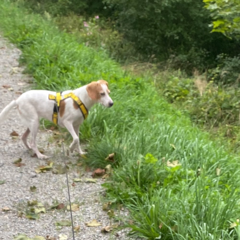 Hundetreffen-Lustiges Gassi-Profilbild