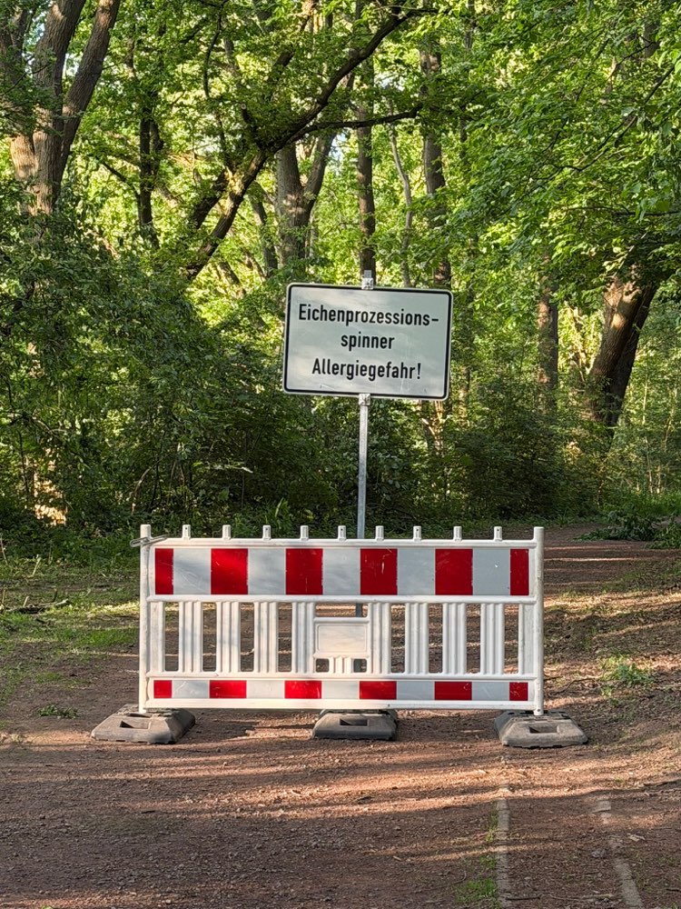 Giftköder-Eichenprozessionsspinner-Profilbild