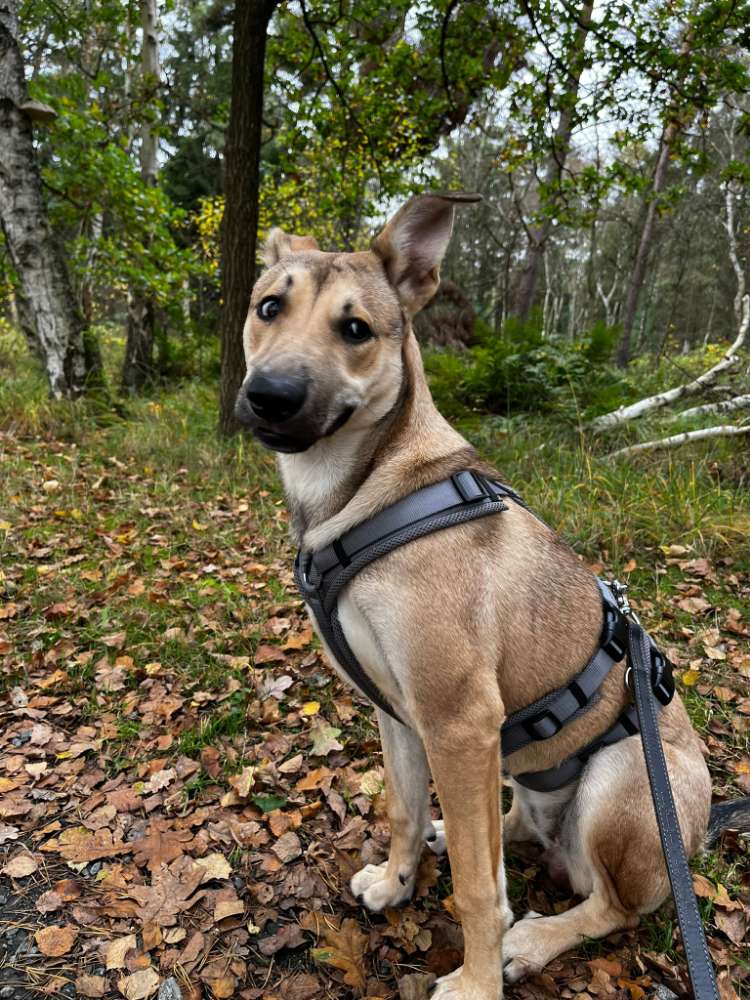 Hundetreffen-Spielpartner zum toben gesucht-Profilbild