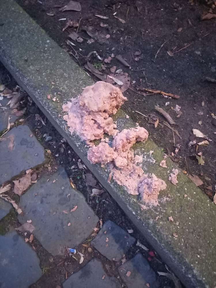 Giftköder-Ausgelegtes Fleisch. Giftköder?-Profilbild