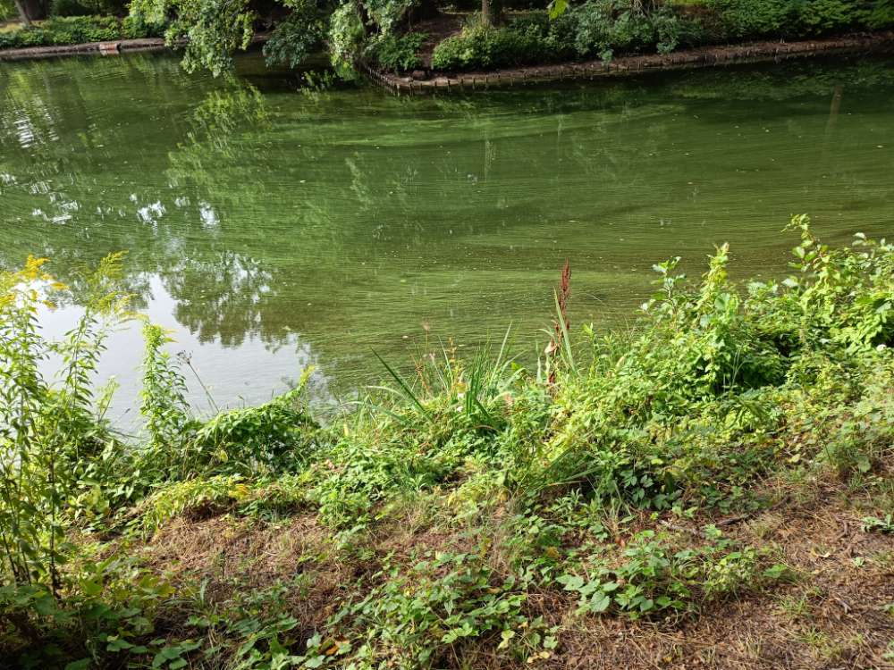Giftköder-Vermutlich Blaualgen-Profilbild