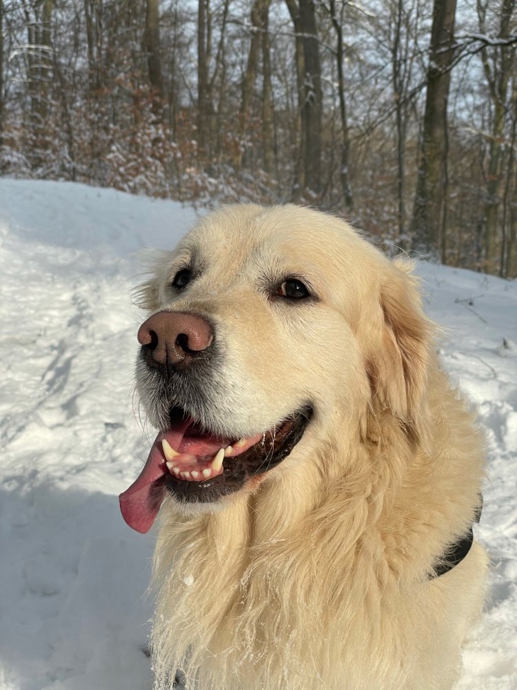 Hundetreffen-Gassi- und Spielkameraden gesucht-Profilbild