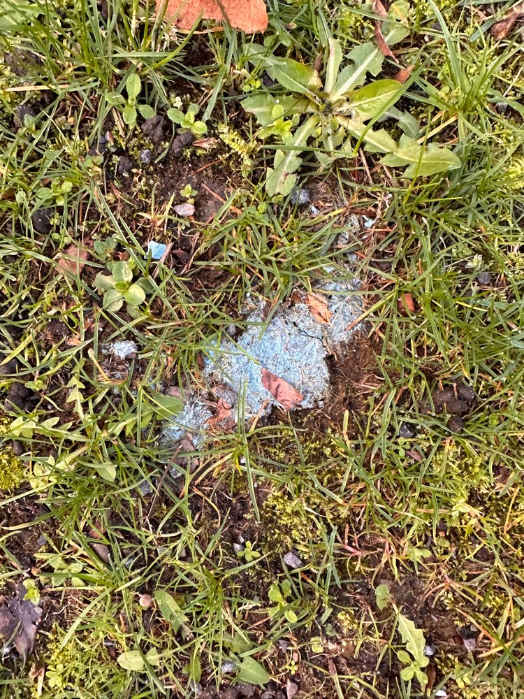 Giftköder-Vermutlich Blaukorn-Profilbild