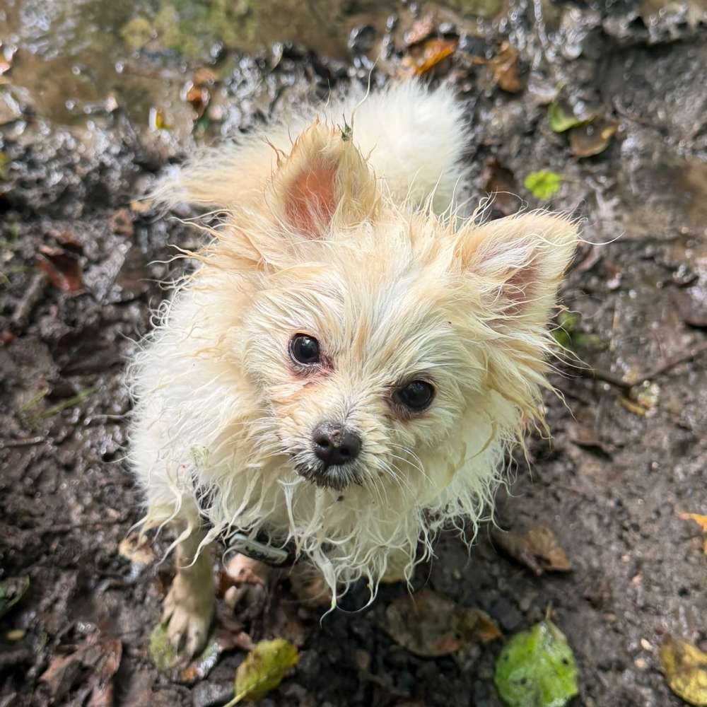 Hundetreffen-Welpen-/ Junghunde-Profilbild