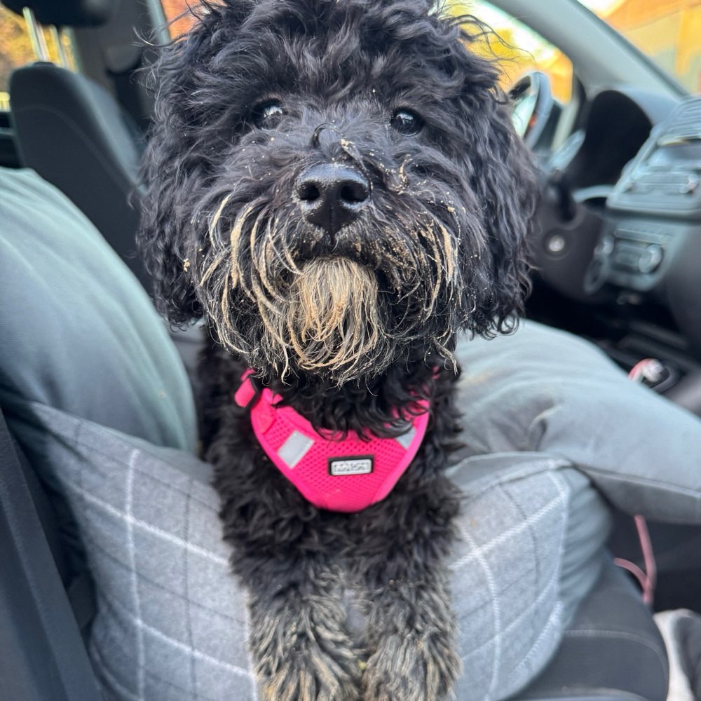 Hundetreffen-Regelmäßige Gassirunden in Neuss & Umgebung / Hundewiese (zum toben, flitzen, auspowern 🐶)-Profilbild