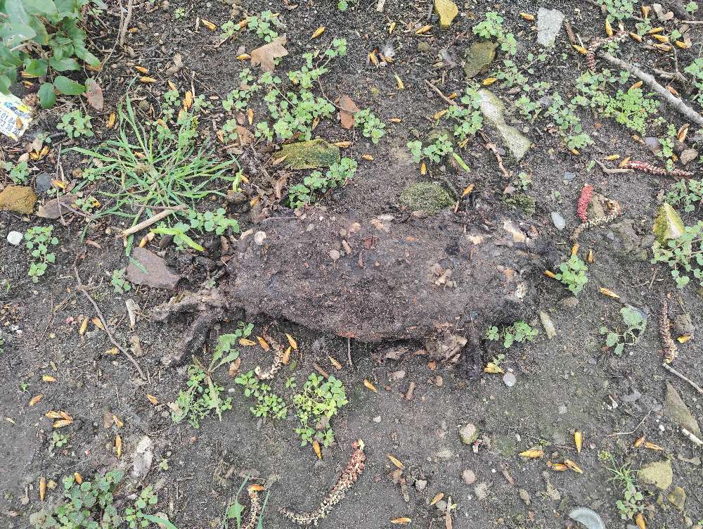 Giftköder-Kaninchenkadaver-Profilbild