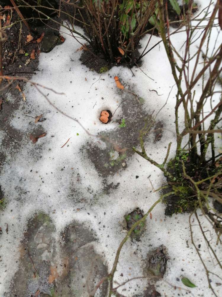 Giftköder-Leckerchen platziert-Profilbild