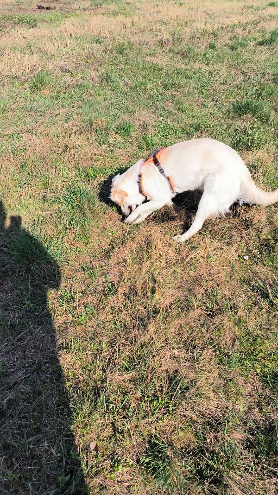 Hundetreffen-Gassi gehen und spielen im Landschaftspark oder der Königsheide-Profilbild