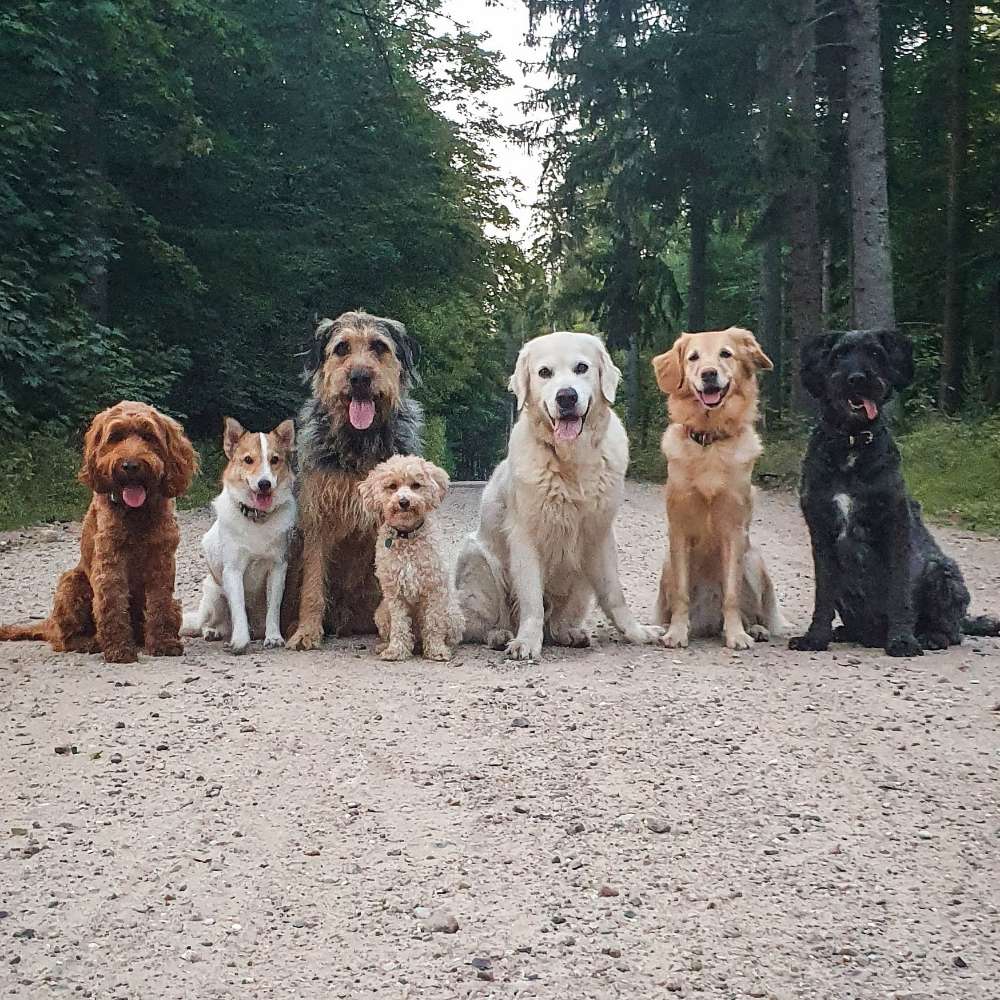 Hundetreffen-Angebot: Hundbetreuung-Profilbild