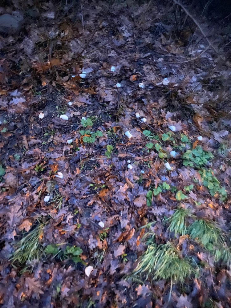 Giftköder-Eventuell Giftköder Feldrand-Profilbild