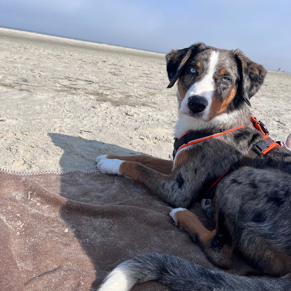 Hundetreffen-Wir pausieren erstmal :)-Profilbild