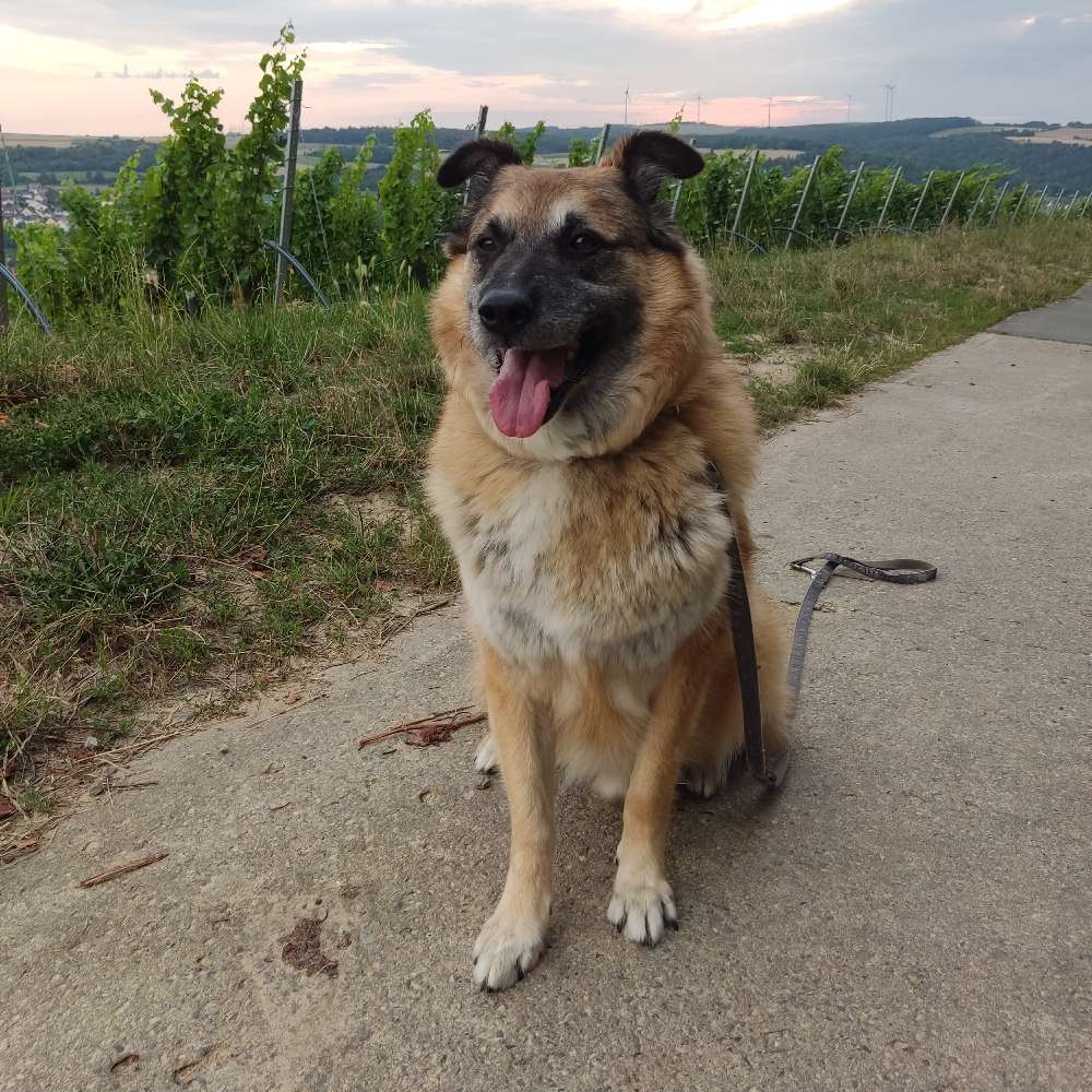 Hundetreffen-Gemeinsame Gassigänge-Profilbild