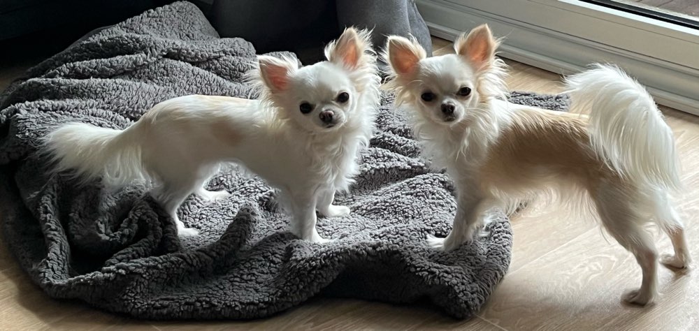 Hundetreffen-Gemeinsam spazieren( kleine Hunde) gehen im Volkspark Friedrichshain-Profilbild