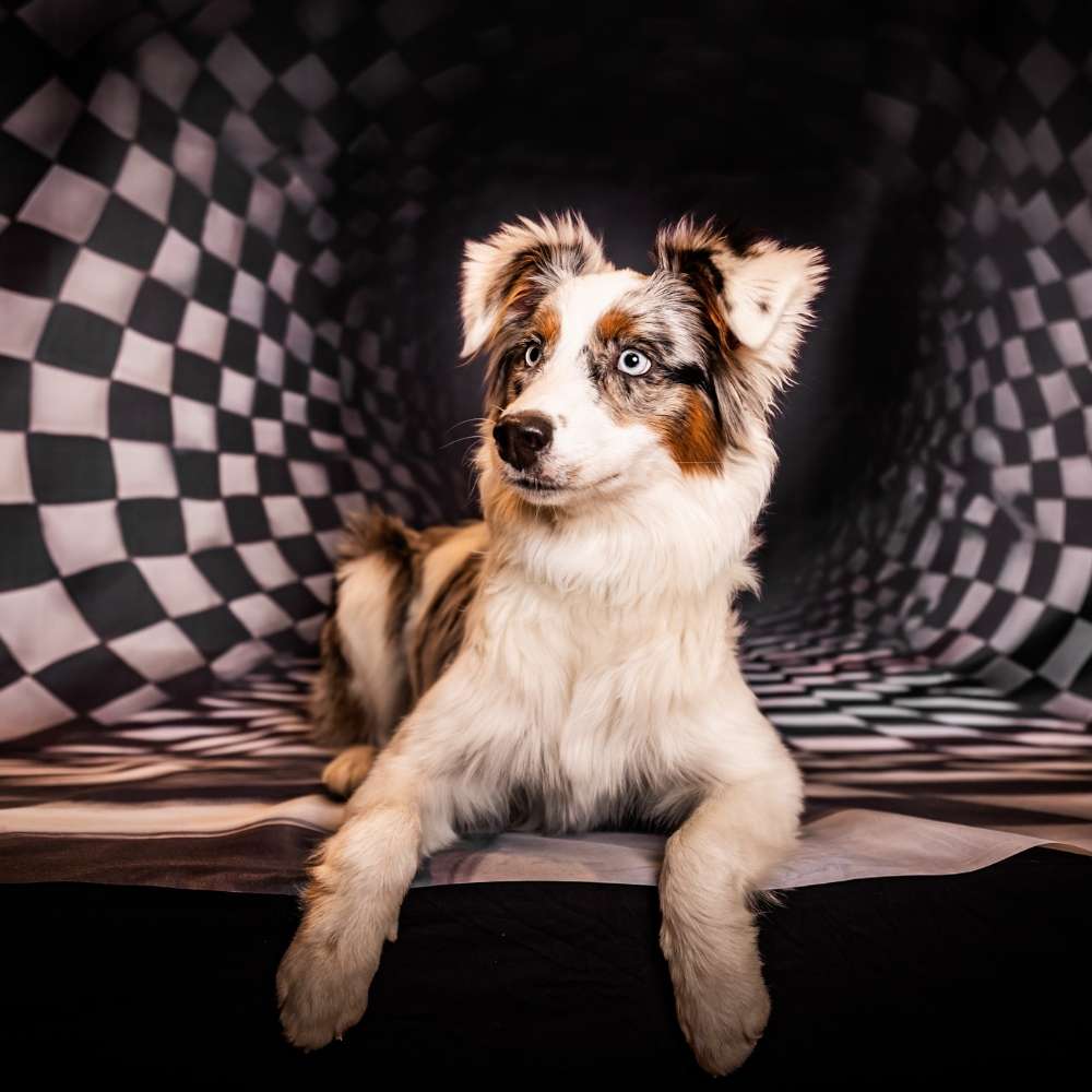 Hundetreffen-Spiel-/Gassitreffen-Profilbild
