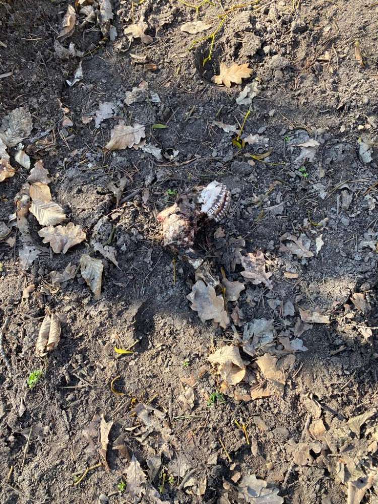 Giftköder-Hunde- oder Reh-Skelett bzw. Schädel-Profilbild