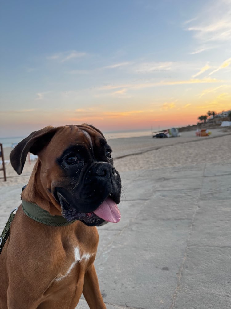 Hundetreffen-Spielfreund gesucht-Profilbild