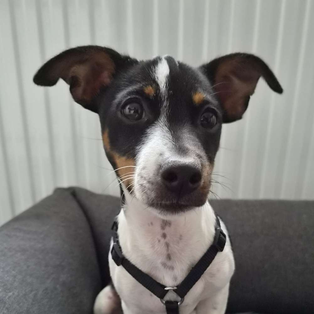 Hundetreffen-Gassirunde / Spieltreff-Profilbild