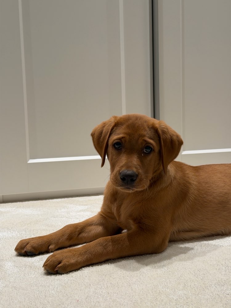 Hundetreffen-Spielbuddy gesucht-Profilbild