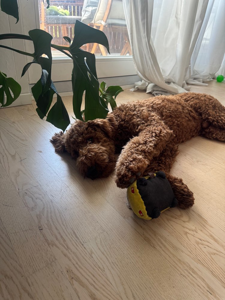 Hundetreffen-Organisation für ein Treffen unter Welpen-Profilbild