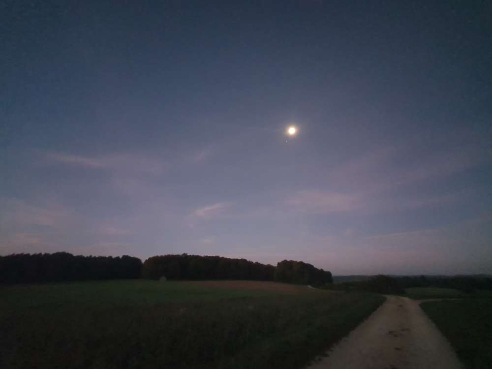 Hundetreffen-Gassirunde-Profilbild