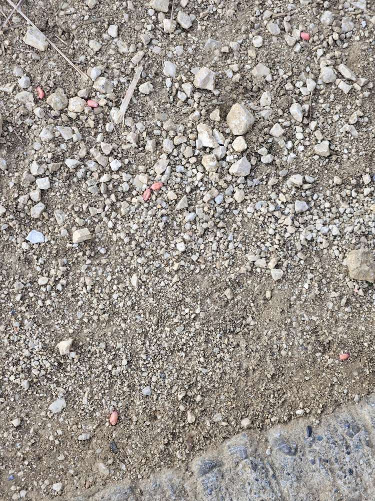 Giftköder-Gift-Profilbild