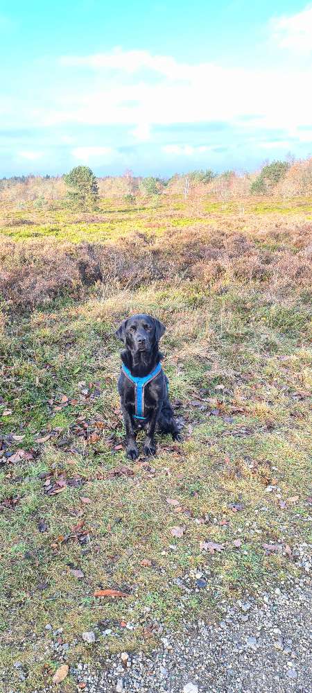 Hundetreffen-Labradorfreunde gesucht-Profilbild