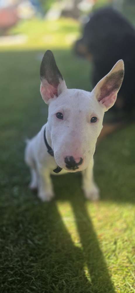 Hundetreffen-Neue Spiel/ Gassifreunde gesucht-Profilbild