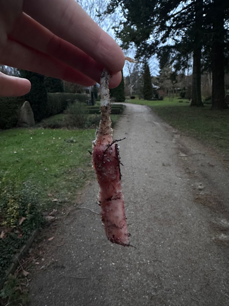 Giftköder-Möglicher Giftköder-Profilbild